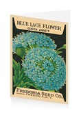 Queen Anne's Blue Lace Flower
