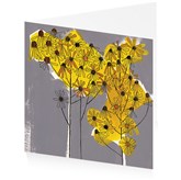 Welsh daisies